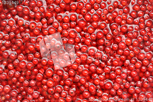 Image of Fresh red currant berries in water - background