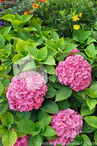 Image of Flowering  Hydrangea macrophylla shrubs in garden