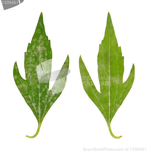 Image of Diseased leaf of  Rudbeckia laciniata flore pleno – fungal attacked