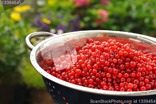 Image of Fresh red currant berries with water drops in colander