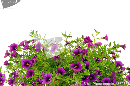 Image of Petunia, Surfinia flowers over white background