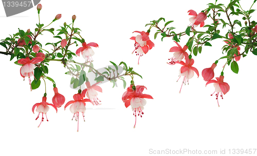 Image of Fuchsia flowers over white background