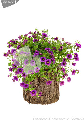 Image of Petunia, Surfinia flowers on tree trunk over white background