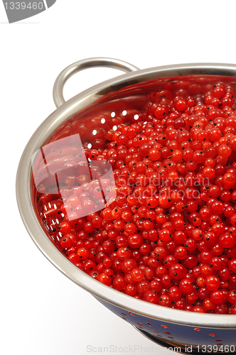 Image of Fresh red currant berries with water drops in colander - isolated