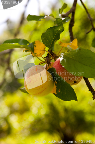 Image of Fresh apples