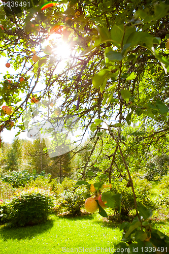 Image of Apple tree