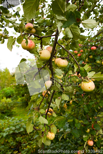 Image of Apple tree