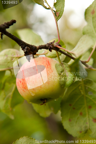 Image of Apple tree