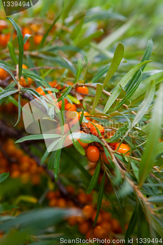 Image of Sea-buckthorn