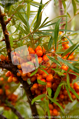 Image of Sea-buckthorn