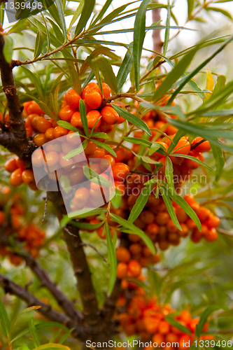 Image of Sea-buckthorn