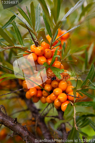 Image of Sea-buckthorn