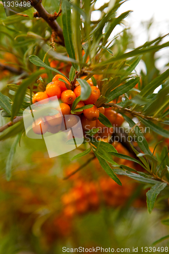 Image of Sea-buckthorn