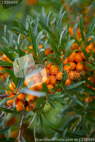 Image of Sea-buckthorn