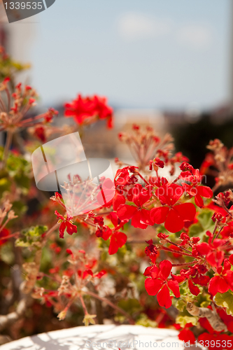 Image of Geranium flowers in Santorini