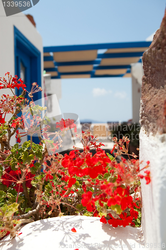 Image of Geranium flowers in Santorini