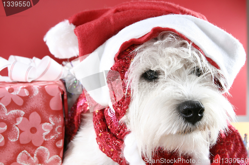 Image of White puppy