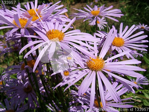 Image of Violet daisies