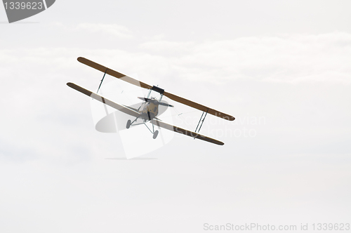 Image of Tiger Moth