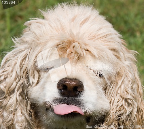 Image of Cocker Spaniel