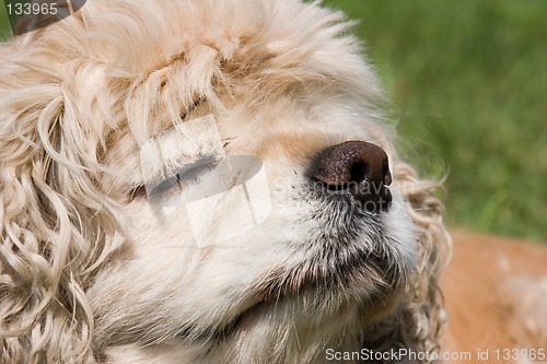 Image of Cocker Spaniel