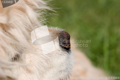 Image of Cocker Spaniel