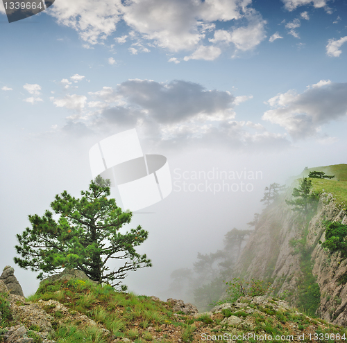 Image of Autumn landscape, tree in a fog