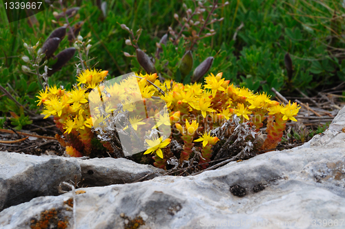 Image of mountain flower