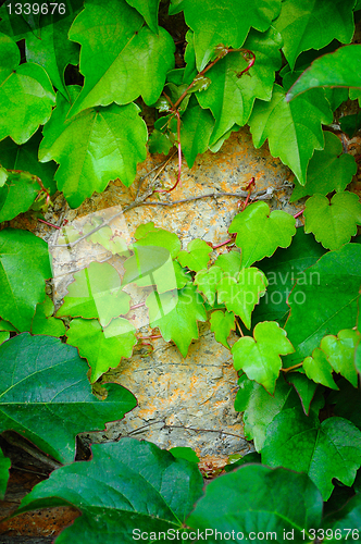 Image of young branches of ivy