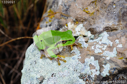 Image of green frog sitting on a stone