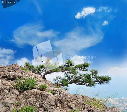 Image of  beautiful tree in the mountains