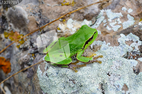 Image of green frog sitting on a stone