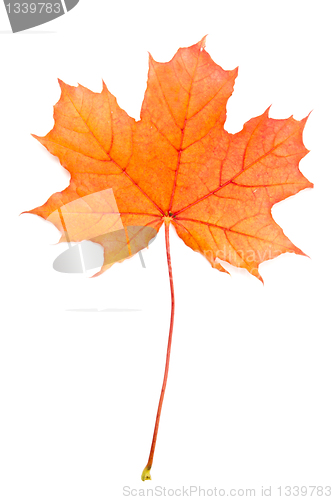 Image of Autum red maple leaf 