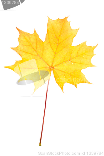 Image of Autumn yellow maple leaf 