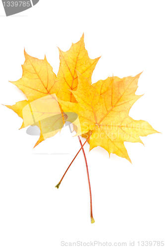 Image of Autumn yellow maple leaf