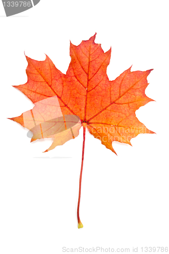 Image of Autumn red maple leaf