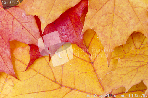 Image of Red maple leaves background