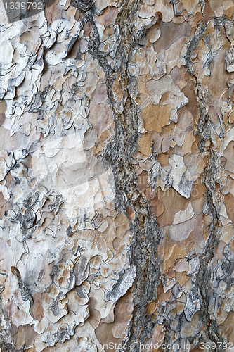 Image of Tree bark texture background 