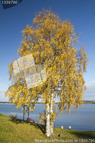 Image of Yellow tree