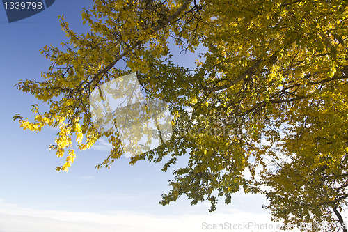 Image of Autumn landscape