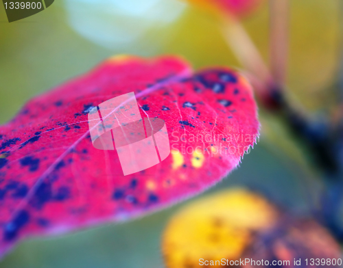 Image of autumn leaf