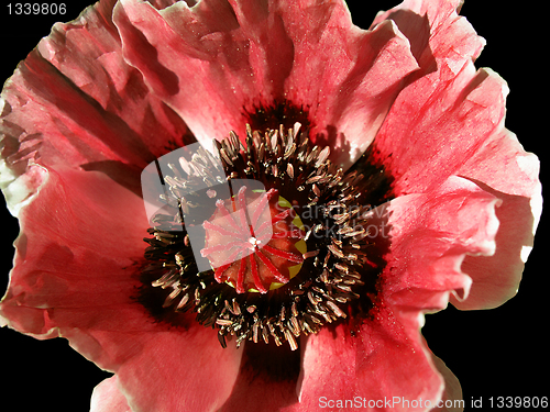 Image of poppy flower