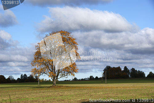 Image of Landscape