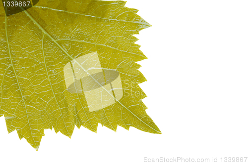 Image of Grape leaf