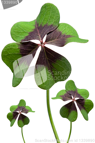 Image of Clover