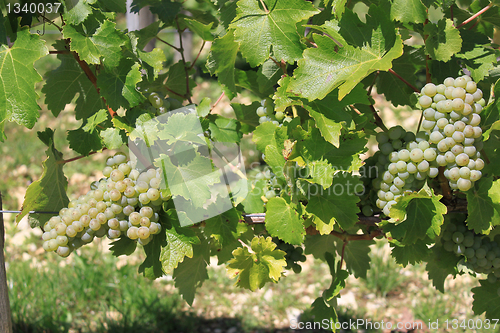 Image of bunch of grapes