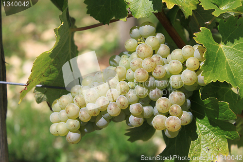 Image of bunch of grapes