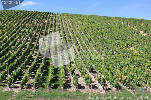 Image of Vineyard