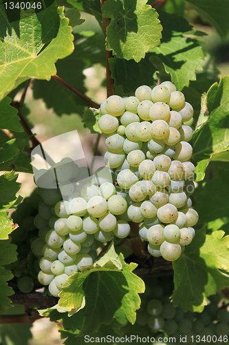 Image of bunch of grapes