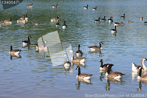 Image of wild geese